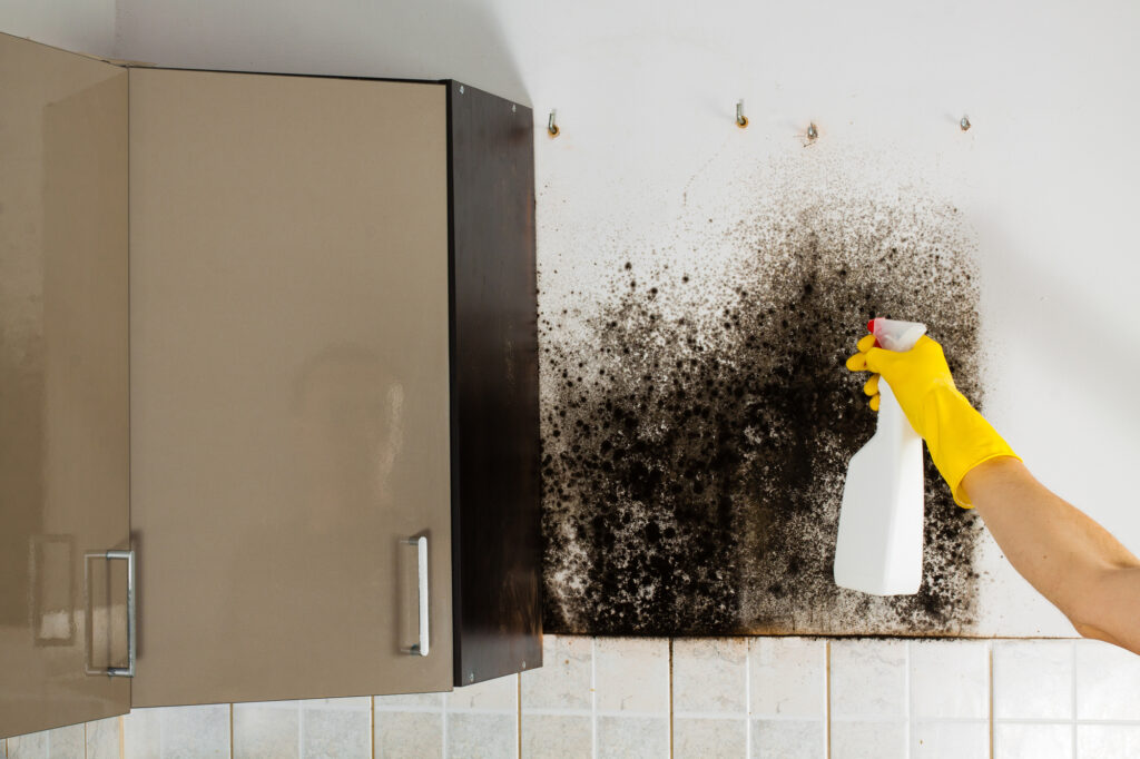 Electrodry Mould removal Perth